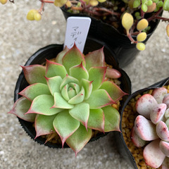 韓国苗　エケベリアsetの画像