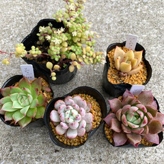 韓国苗　エケベリアset