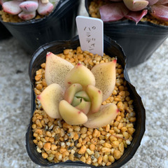 韓国苗　エケベリアsetの画像