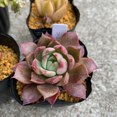 韓国苗　エケベリアsetの画像