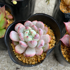 韓国苗　エケベリアsetの画像