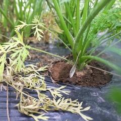 終了【無料】にんじんと大根差し上げますの画像