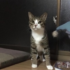 元気いっぱいの男の子・去勢済み