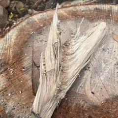 アウトレット　薪　キャンプ　焚き火