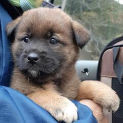 【譲渡決定となりました💖】野良犬が産んだ生後約1.5ヶ月の子犬の...