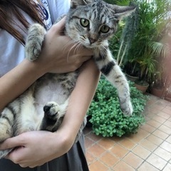 ②産後で栄養失調状態の母猫に、エサを与えていたら、子猫を連れてき...