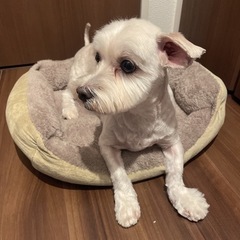 シーダックス（シーズーとダックスのミックス）2歳の男の子 − 愛知県