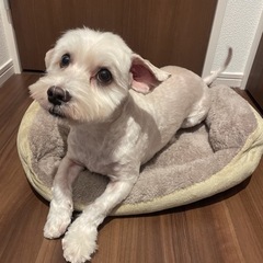 シーダックス（シーズーとダックスのミックス）2歳の男の子 - 里親募集
