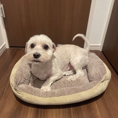シーダックス（シーズーとダックスのミックス）2歳の男の子 - 犬