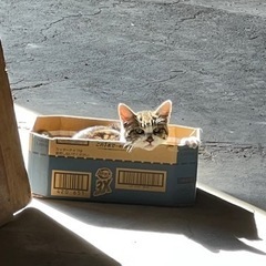 迷い猫