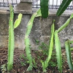 【自家結果】　赤肉種　ドラゴンフルーツ苗　各1本の画像