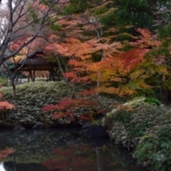 12/11(日)六義園に紅葉見に行きましょう！
