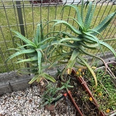 アロエ　無料　差し上げますの画像
