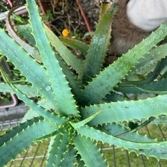 アロエ　無料　差し上げます
