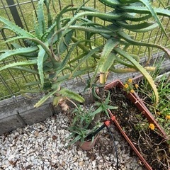 アロエ　無料　差し上げますの画像