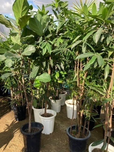 観葉植物　10号　(尺鉢)  1鉢　¥2000