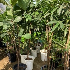 観葉植物　10号　(尺鉢)  1鉢　¥2000