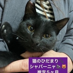 イケメン子猫です