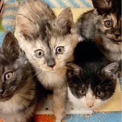 子猫４兄妹です