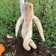 生大根の収穫作業！お手伝いして下さる方募集！の画像