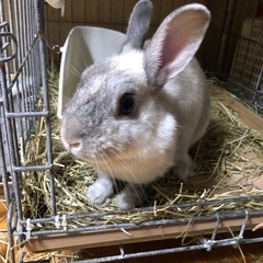 うさぎ - うるま市