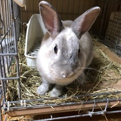 うさぎ