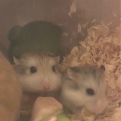 ロボロフスキーのオスメス分け
