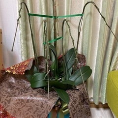 お値下げします！花終わり胡蝶蘭 5本立 白　追加2鉢