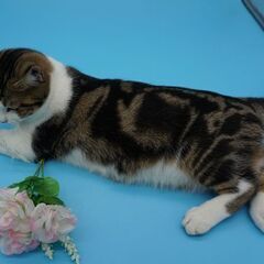 3万分匹に1匹と言われる三毛猫のオスの飼主を探しをSNS 等を使ってマーケティングの実験をするお手伝いをして頂けませんか?の画像