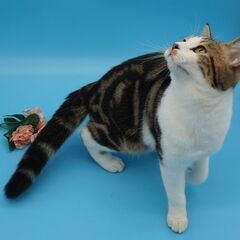 3万分匹に1匹と言われる三毛猫のオスの飼主を探しをSNS 等を使ってマーケティングの実験をするお手伝いをして頂けませんか? - 手伝って/助けて