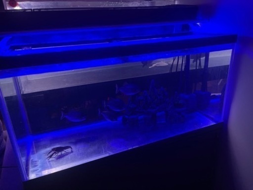 90cm水槽、ピラニア5匹セット