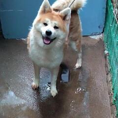 優しく大人しい秋田犬の里親さん募集中