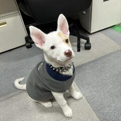 ワンちゃん用　服