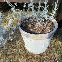 鉢とハーブの画像
