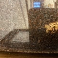 カブトムシの幼虫3匹ぐらい