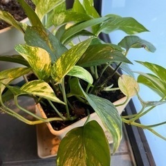 【一旦停止】【観葉植物】ポトス切り分け新葉