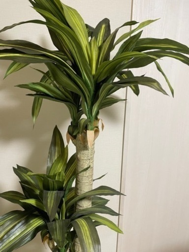 【値下げ致しました】光触媒　光の楽園幸福の木 高さ 1.7ｍインテリアグリーン 大型 人工観葉植物