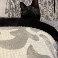 盲目のシャイニーちゃん