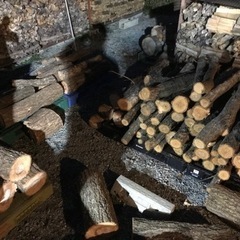 椎茸用の原木の画像