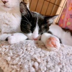 優しいそうたくん❣❣ - 猫