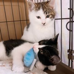 優しいそうたくん❣❣ − 奈良県