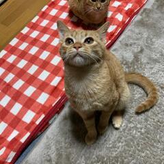 おっとり可愛い男の子です。 − 大阪府