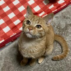 おっとり可愛い男の子です。の画像