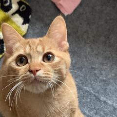 おっとり可愛い男の子です。 - 猫