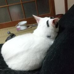 一緒にダイエットがんばりませんか？