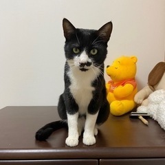 急募！黒白ハチワレイケメンです♪の画像