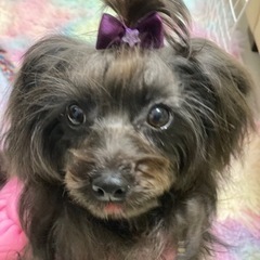 犬友募集です - 文京区