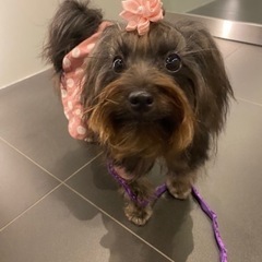 犬友募集です - 友達