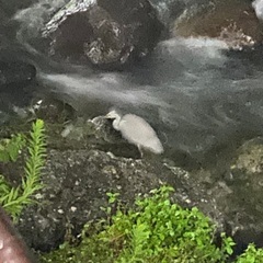 ギョーザ鍋パーティー − 千葉県