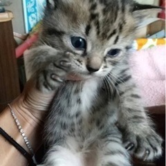 保護猫 薄いキジ猫